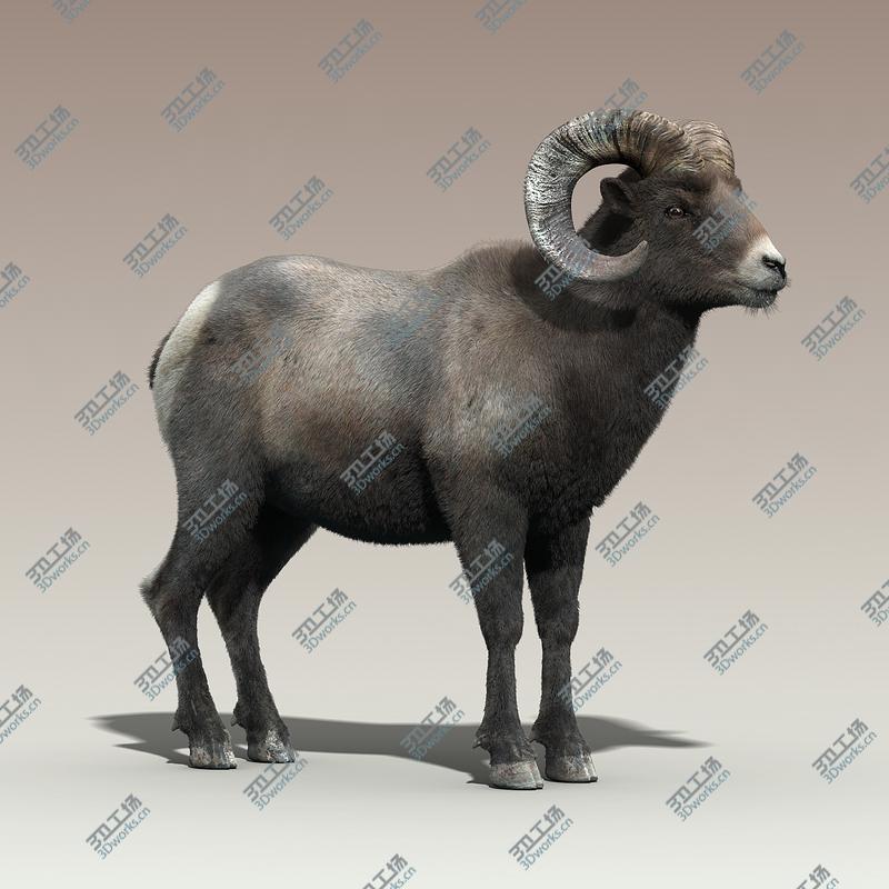 images/goods_img/2021040231/Bighorn sheep(FUR)(RIGGED)/4.jpg